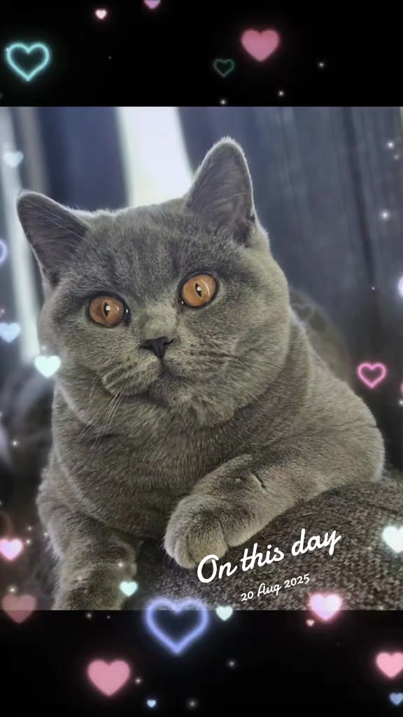 @🐈Barb🐈 Ausbrit Cattery  🇦🇺