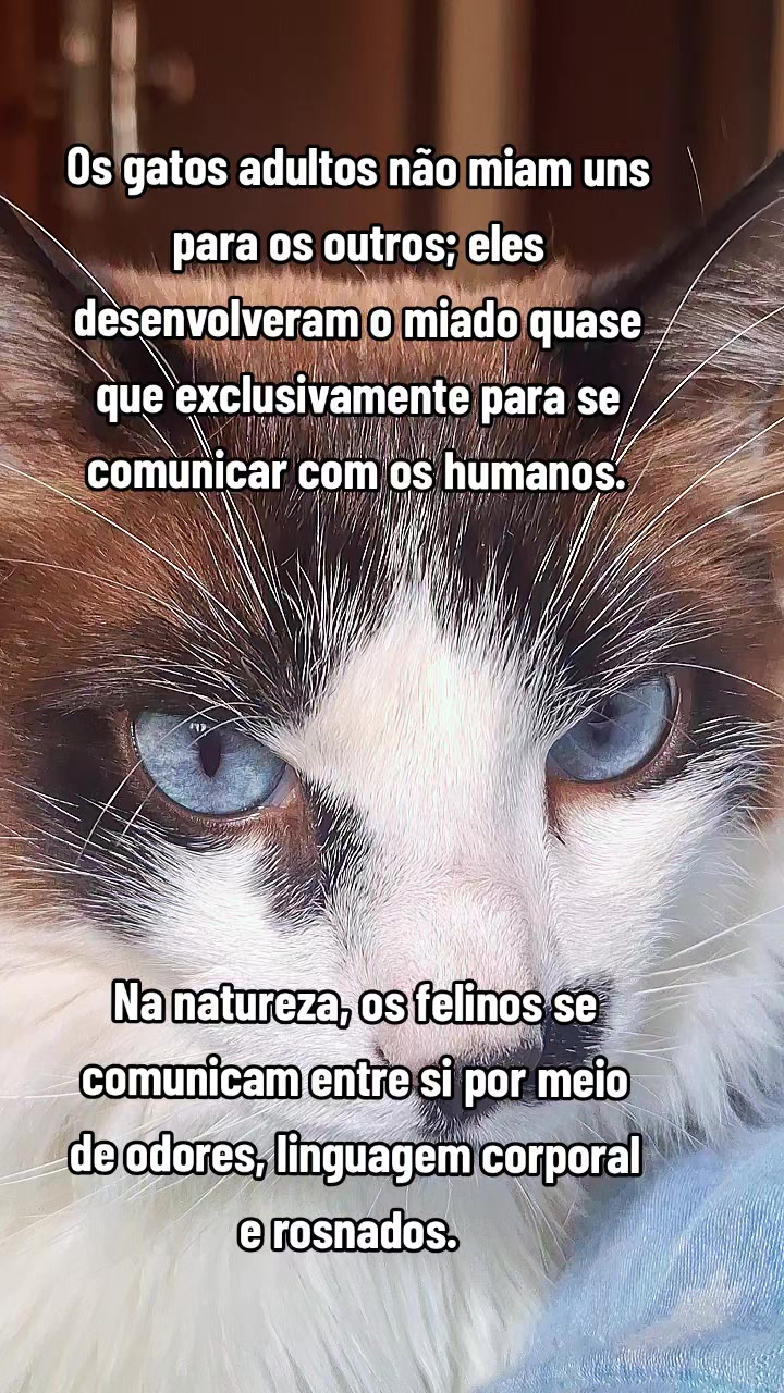 @MagdAmAnimais😾🐶🕊🐅🐍🐢🦜