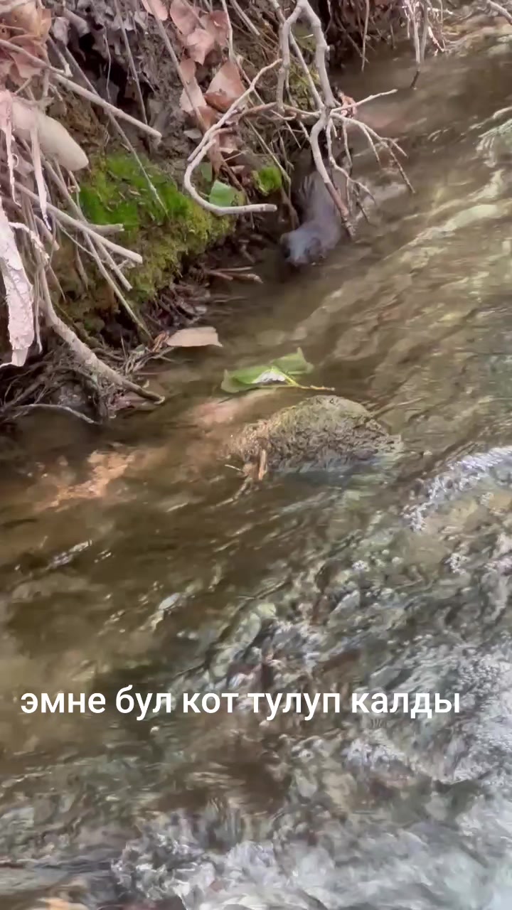 @АЗИМ