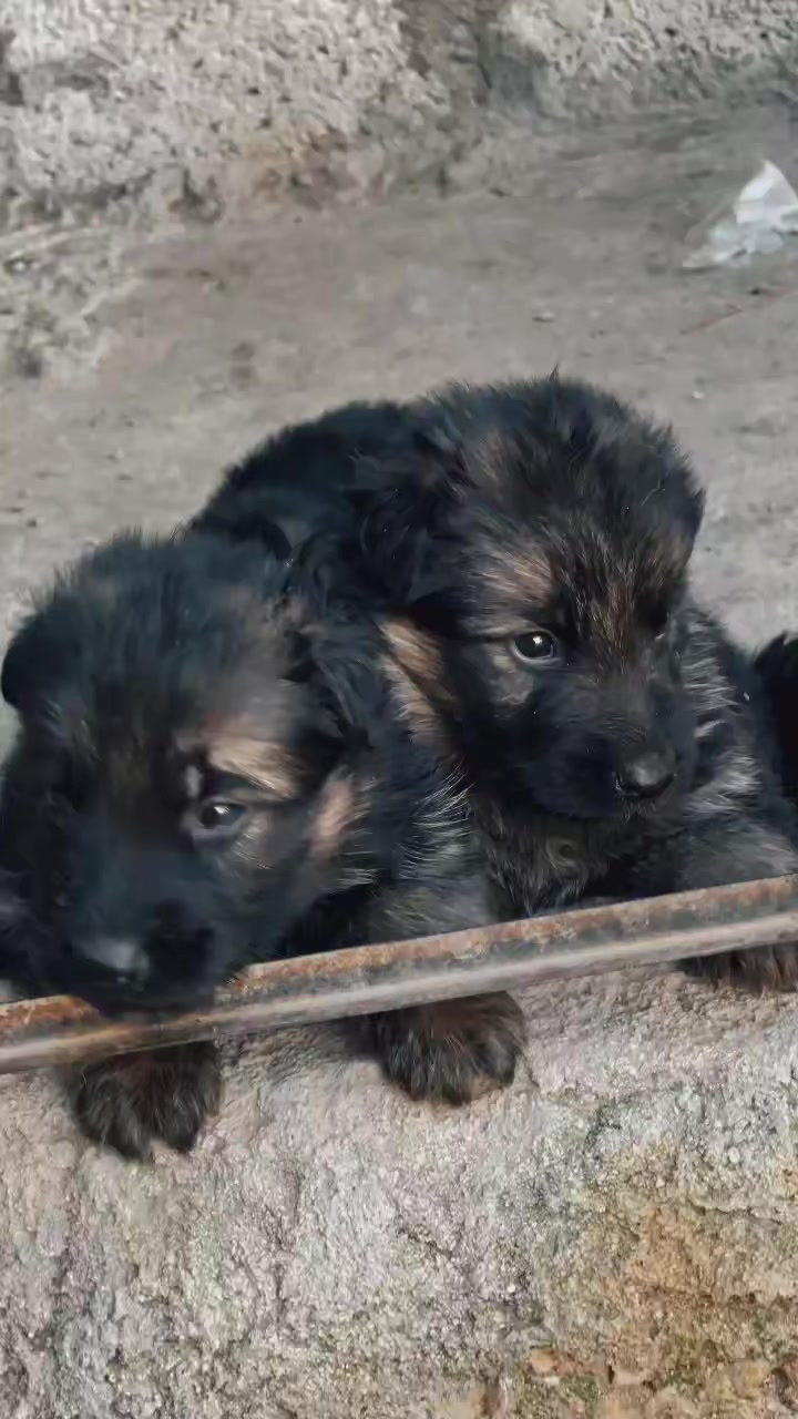 @PETS LOVER 🐕