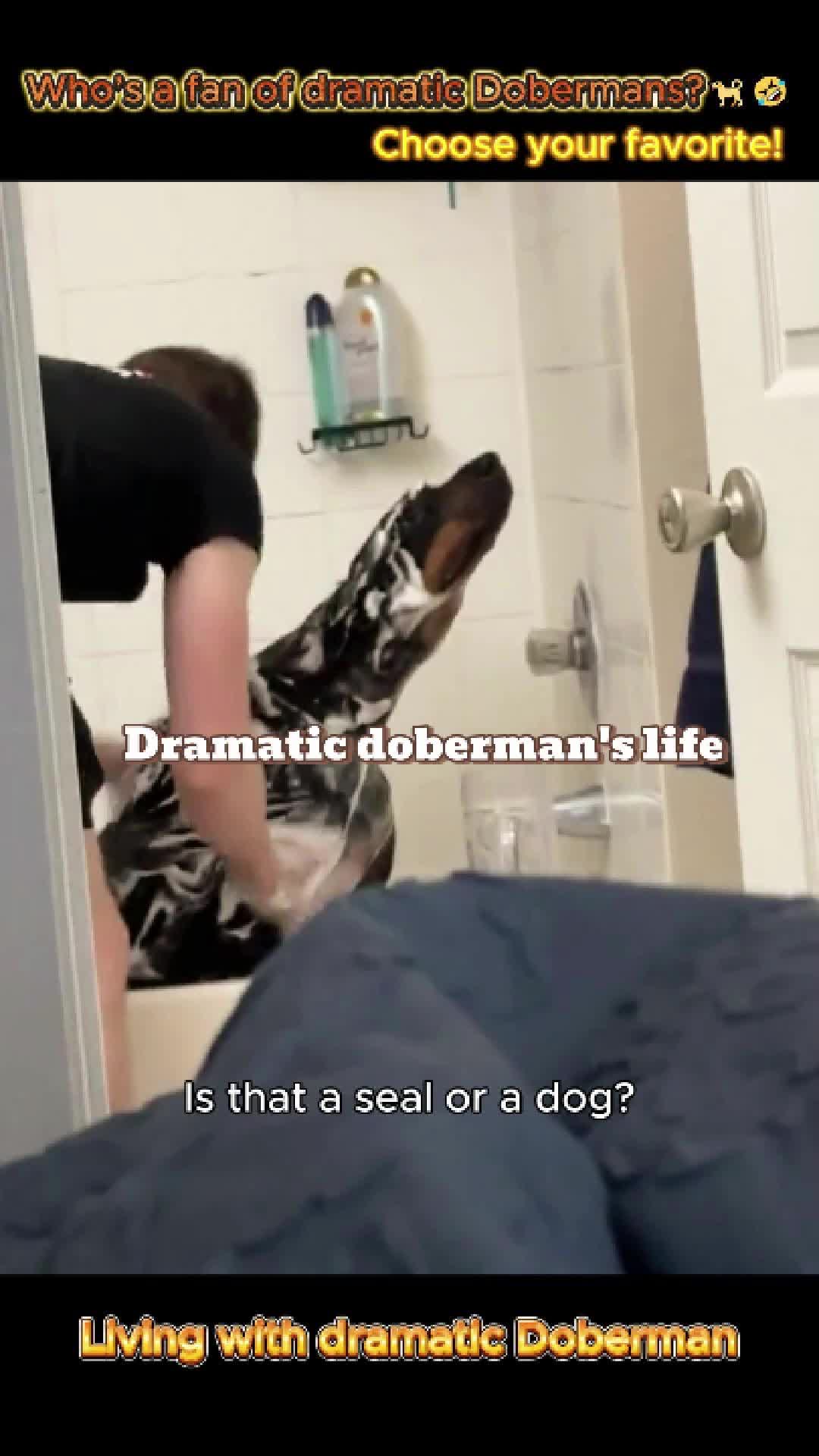 @pet.funny799
