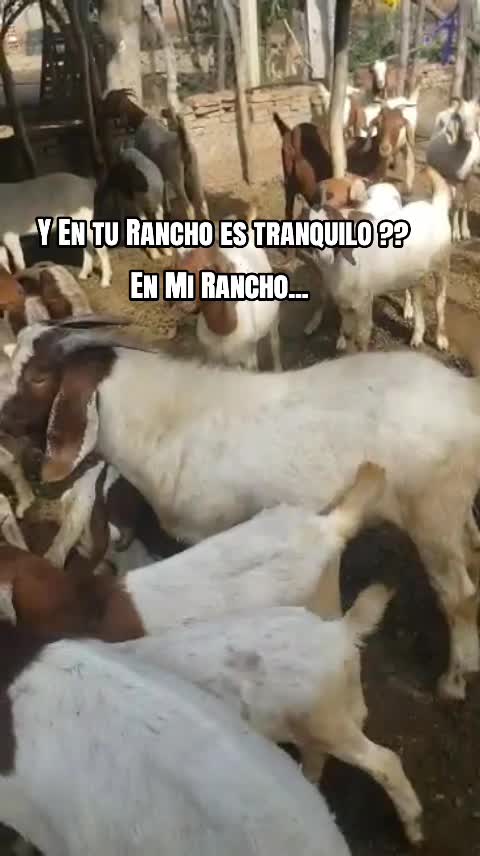@Demix Stevez