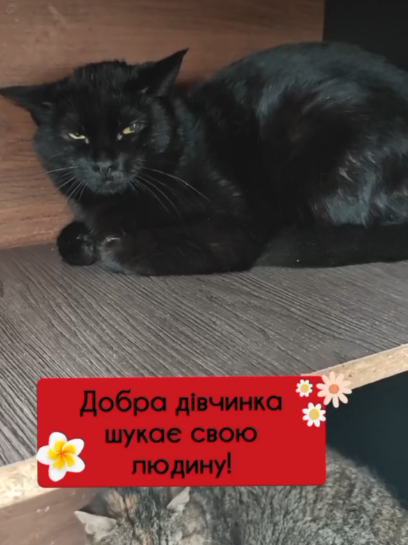 @КотоДім Cat House