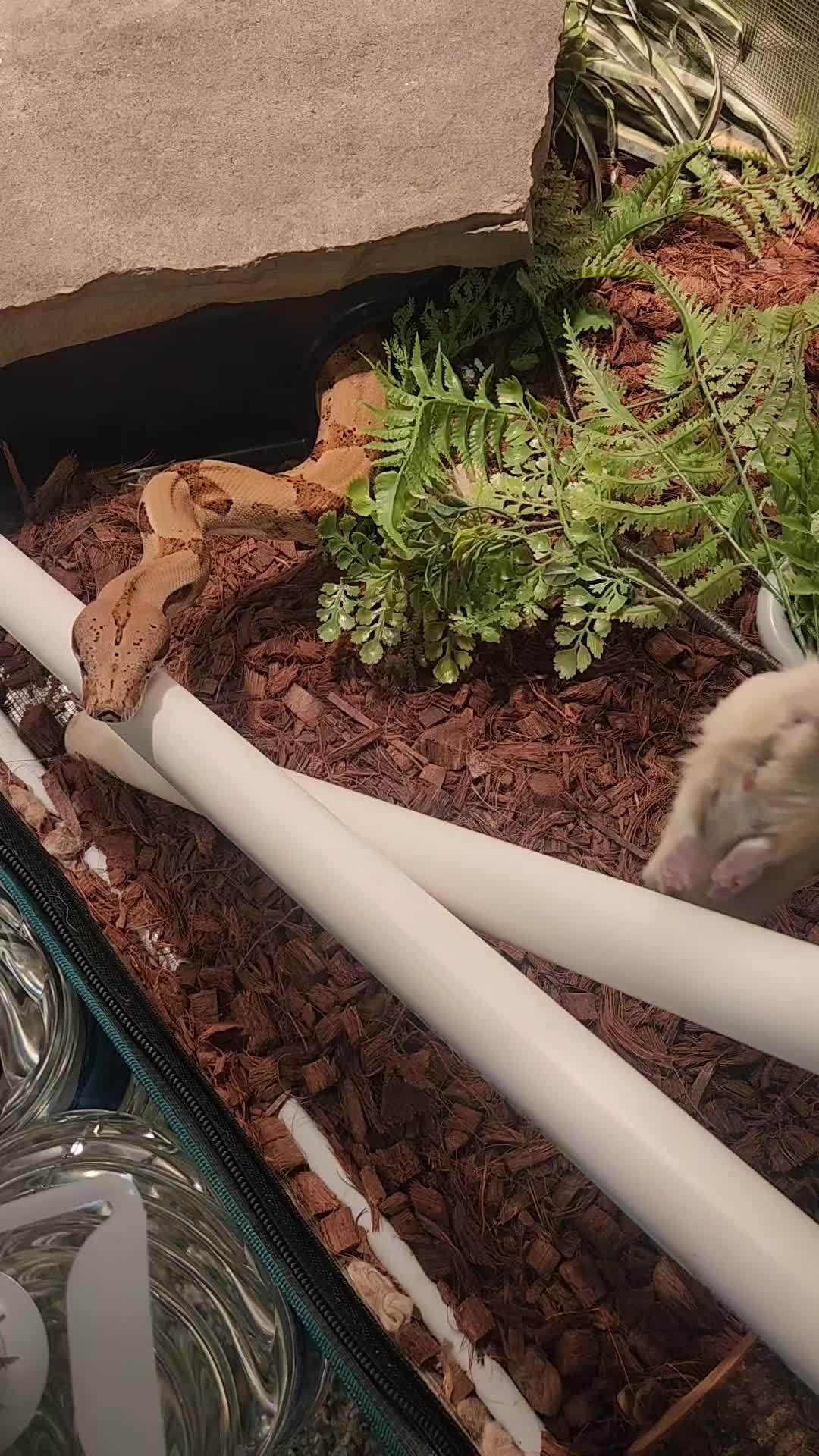 @Ballard’s Reptiles