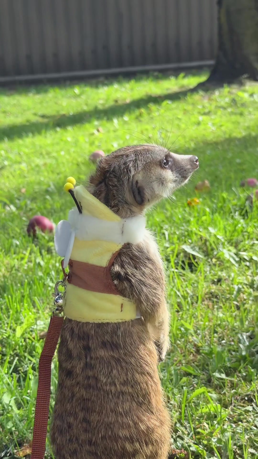 @TIMON THE MEERKAT