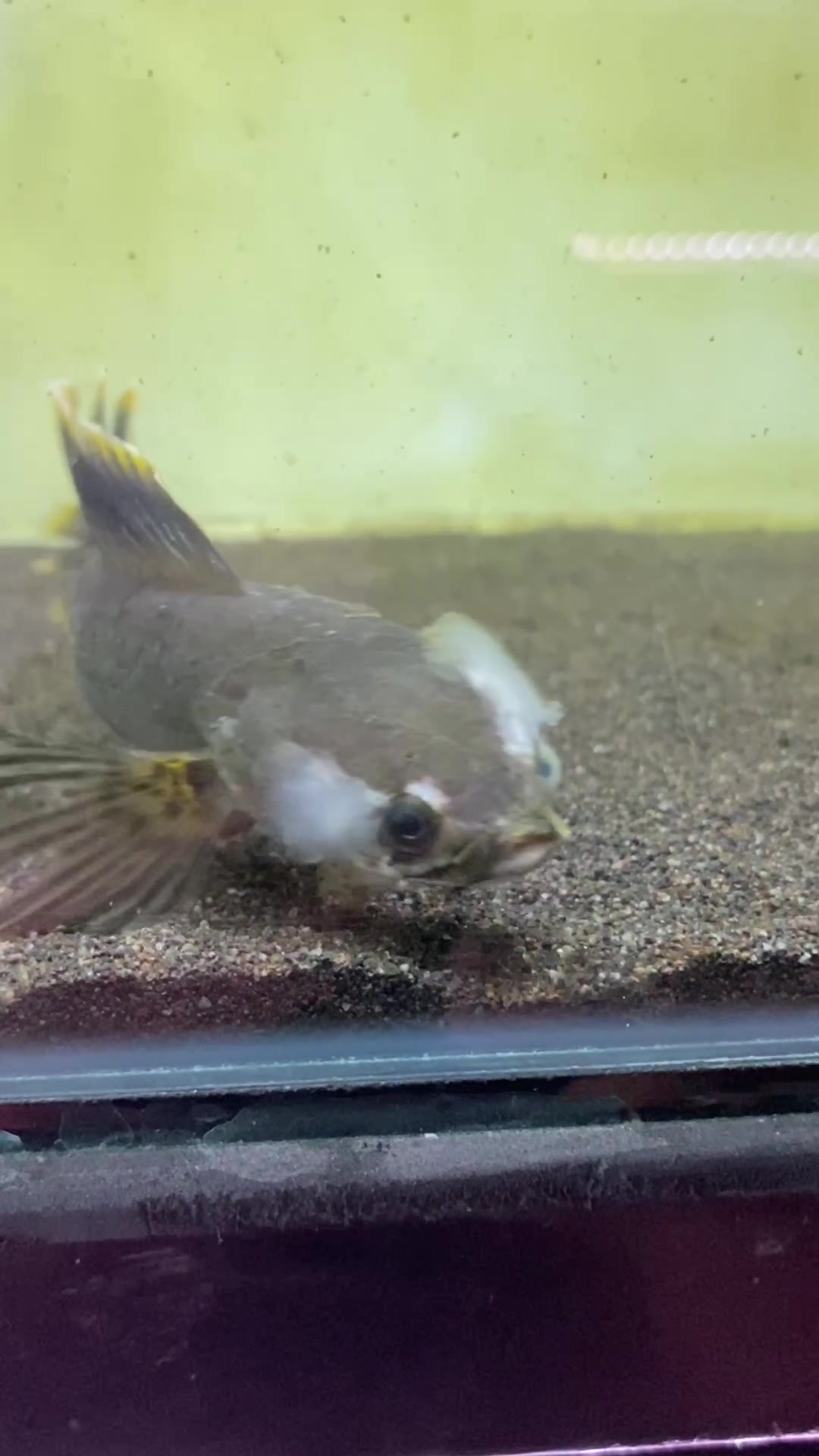 @RAP_Fish