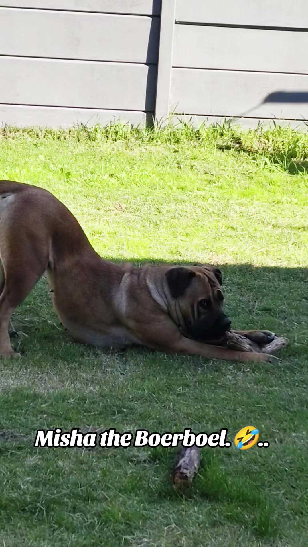 @Mishatheboerboel