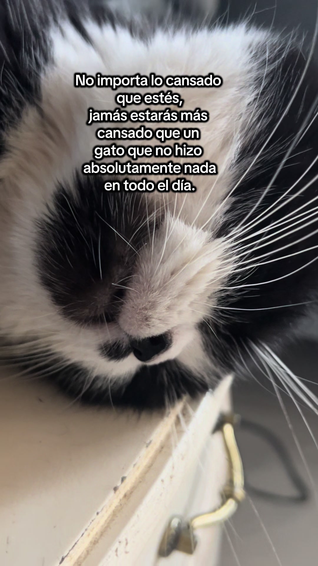 @Chat&Oro