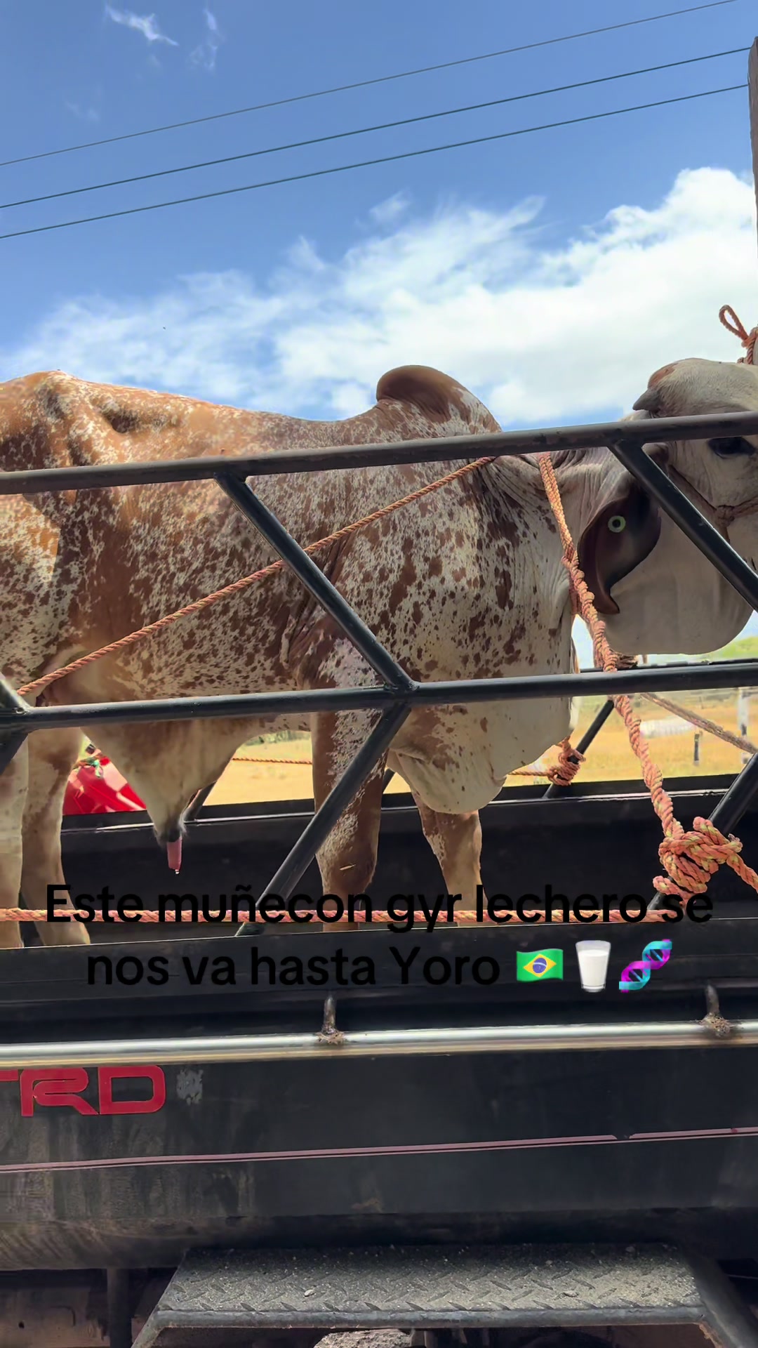 @CURURÚ