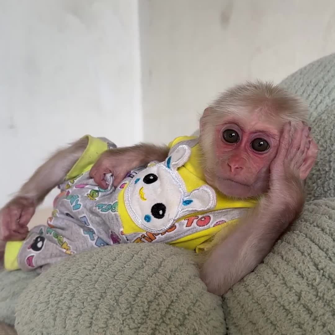 @Monkey TP