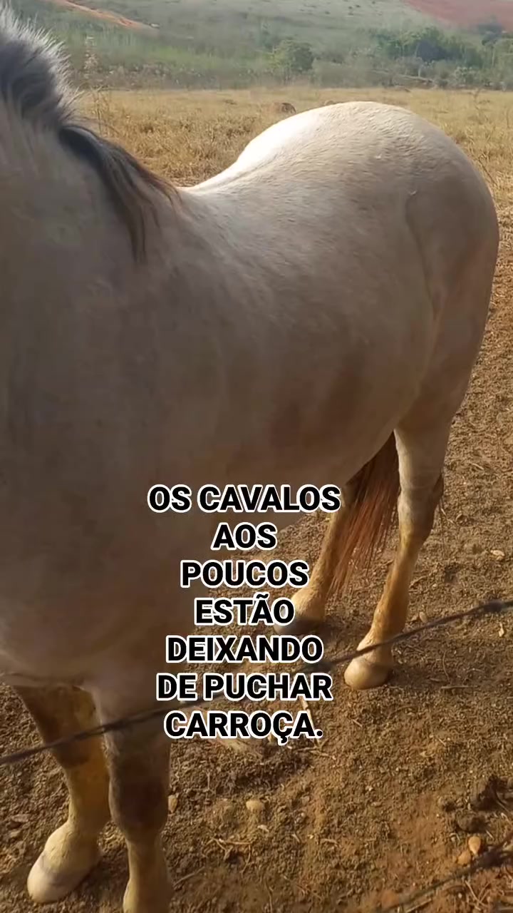 @RICARDO SILVA(GOIANO) 5151