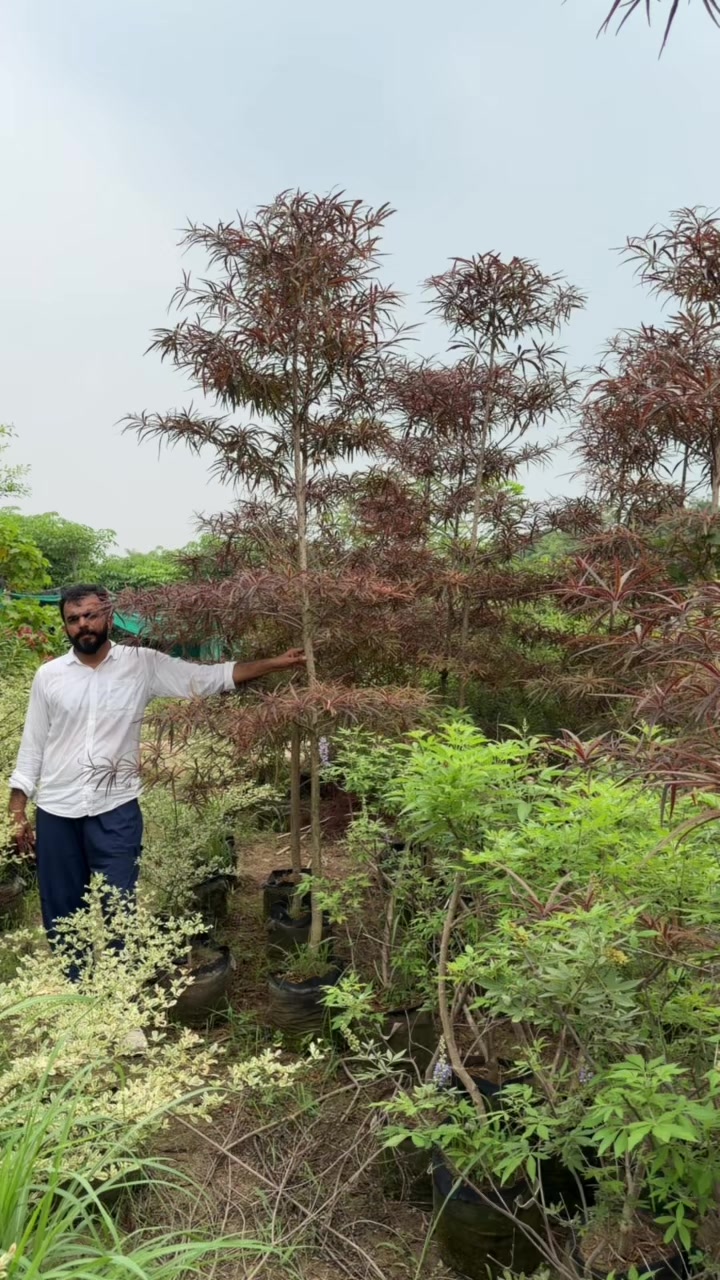 @AGP nursery farm pattoki