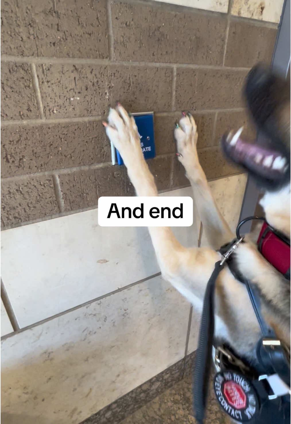@duchesstheworkingdog