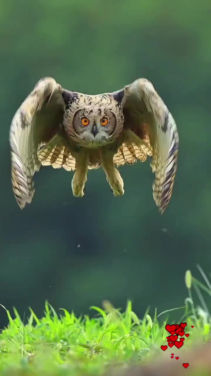 @aynur Kocakaya 280.🤲