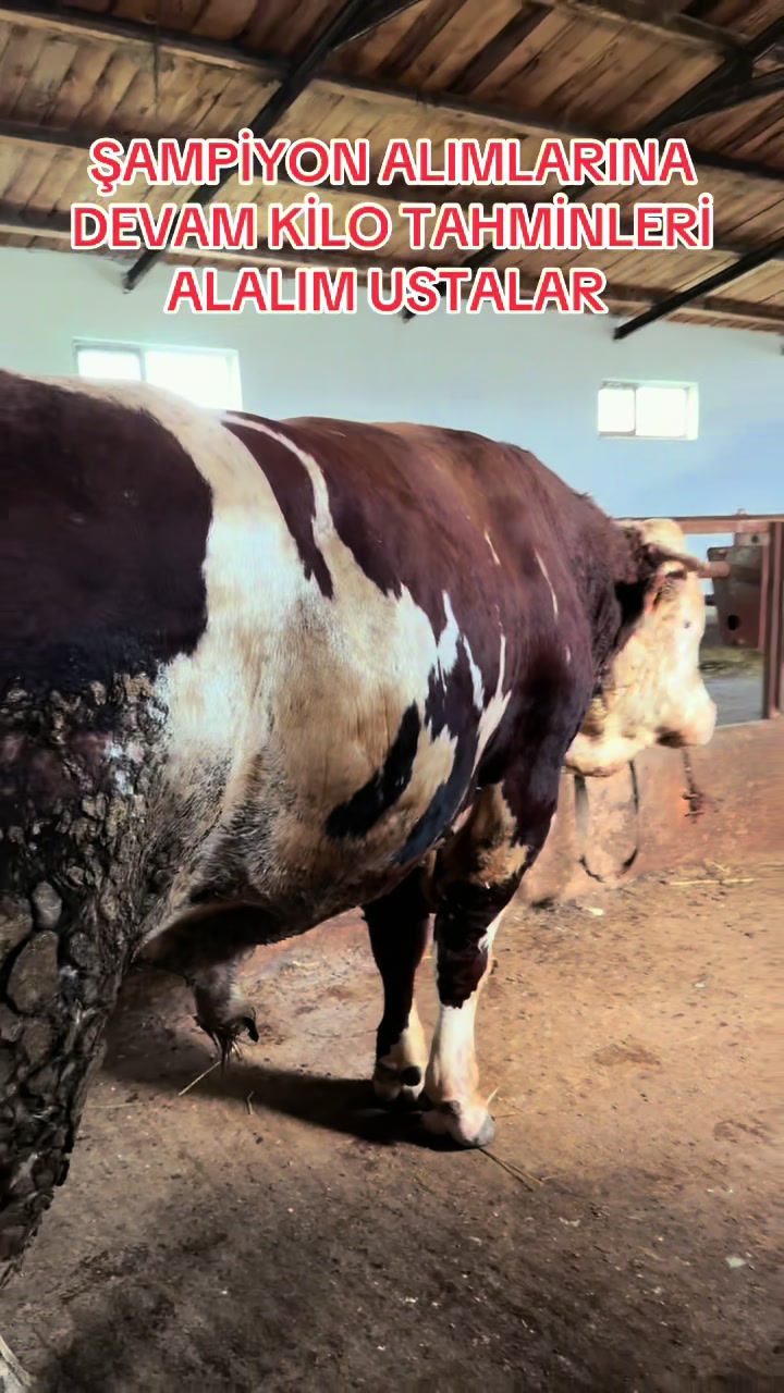 @Özenşimşek75