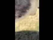 @SHARPofNY SiberianHusky Rescue