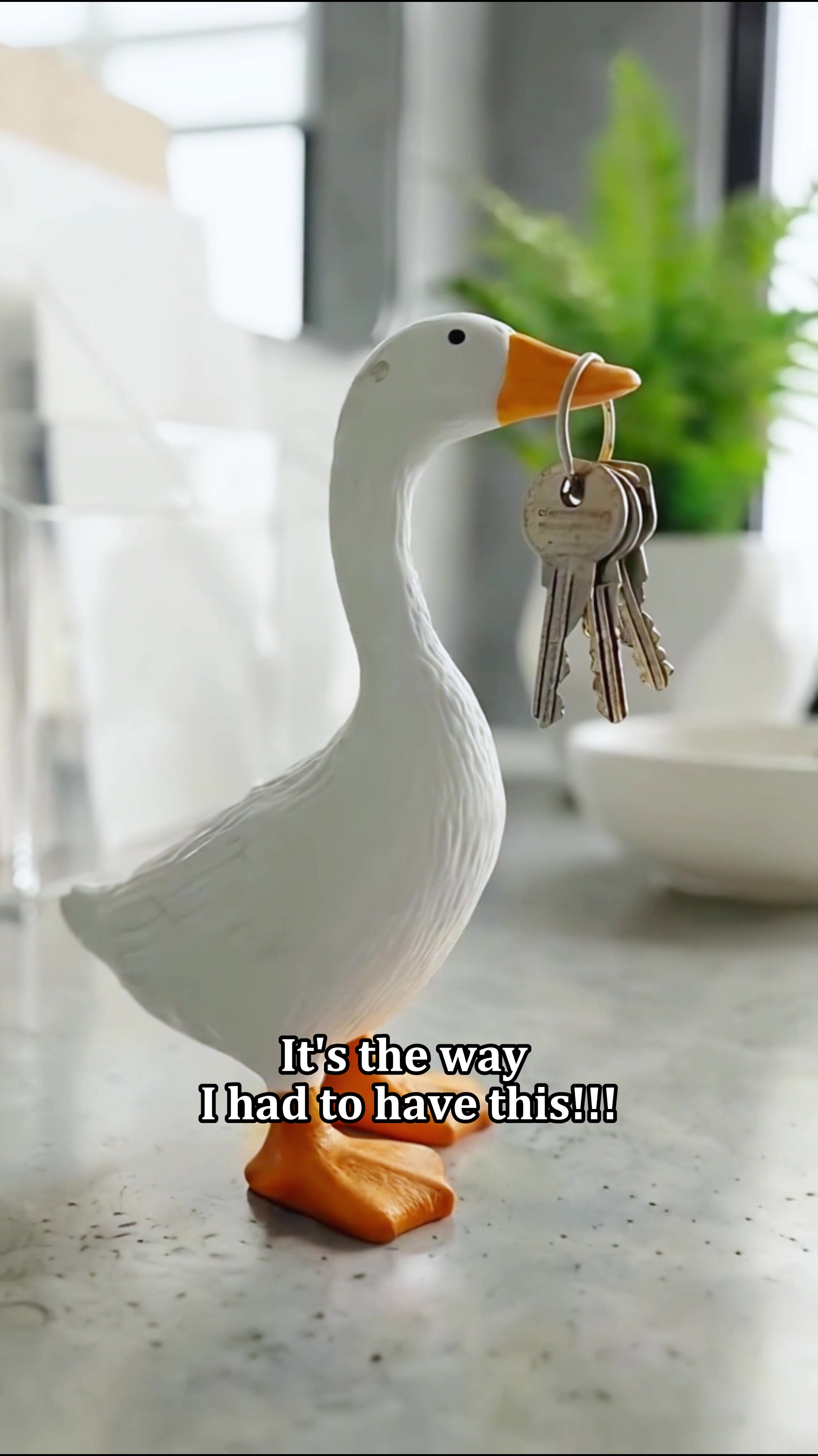 @iris