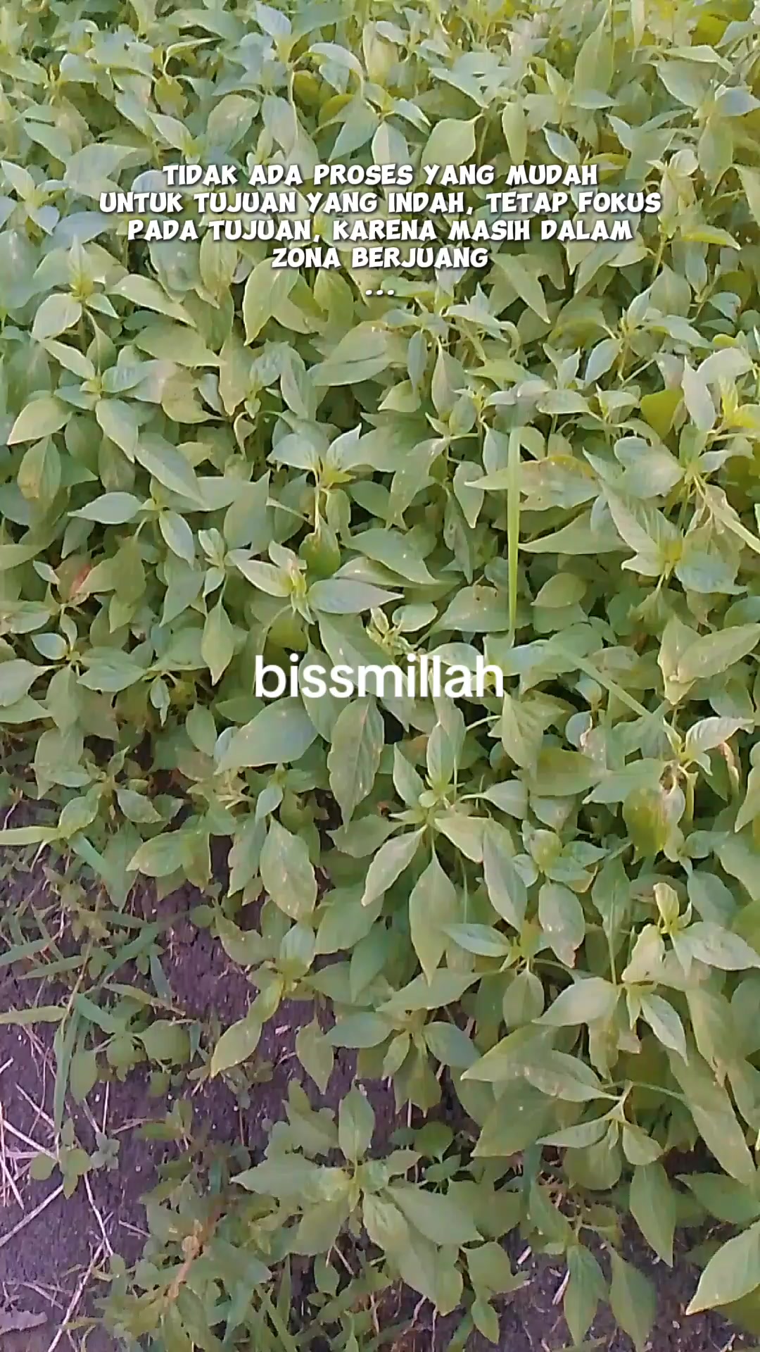 @petani melenial