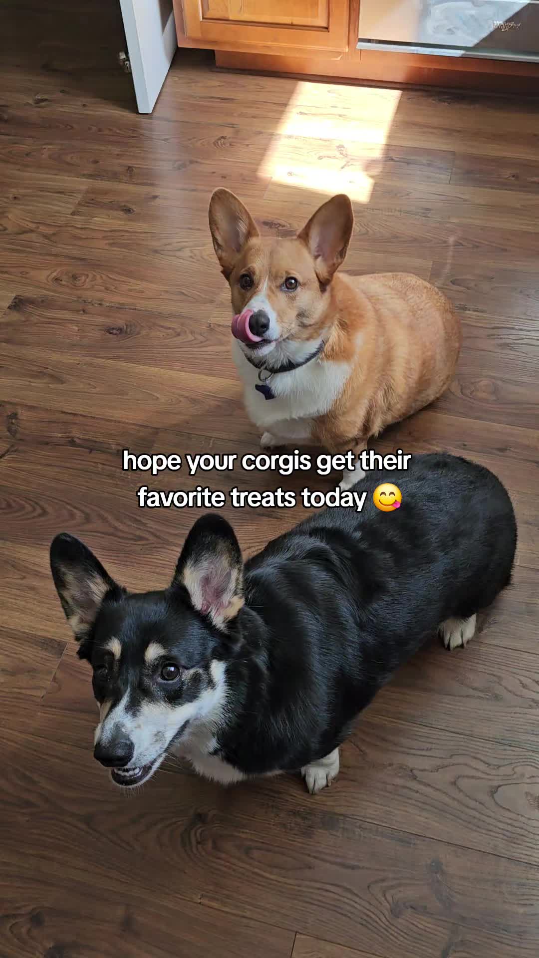 @Chelsea | Corgi Mom 🐾