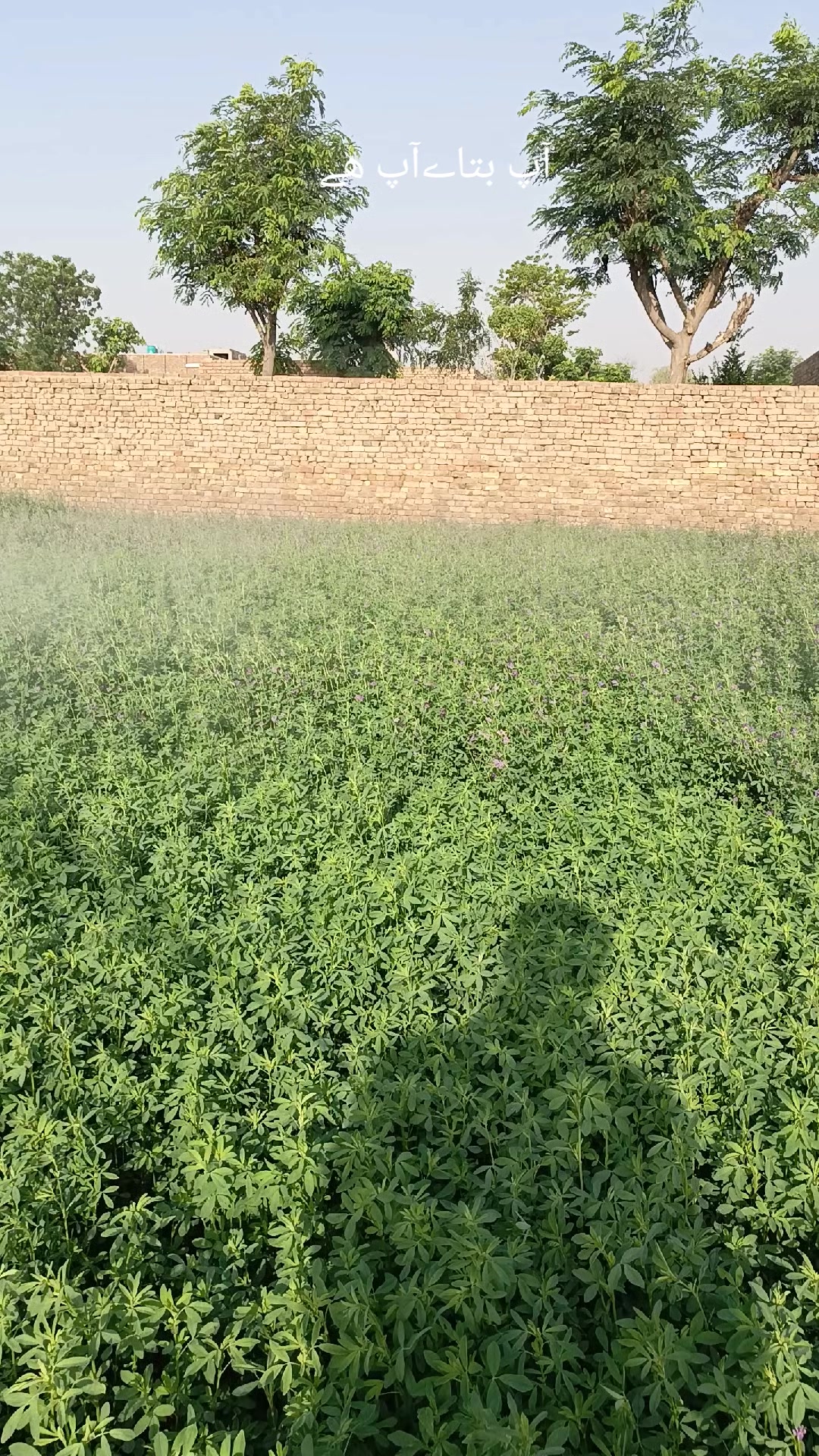 @Mr.Tori.Farming (pathologist)