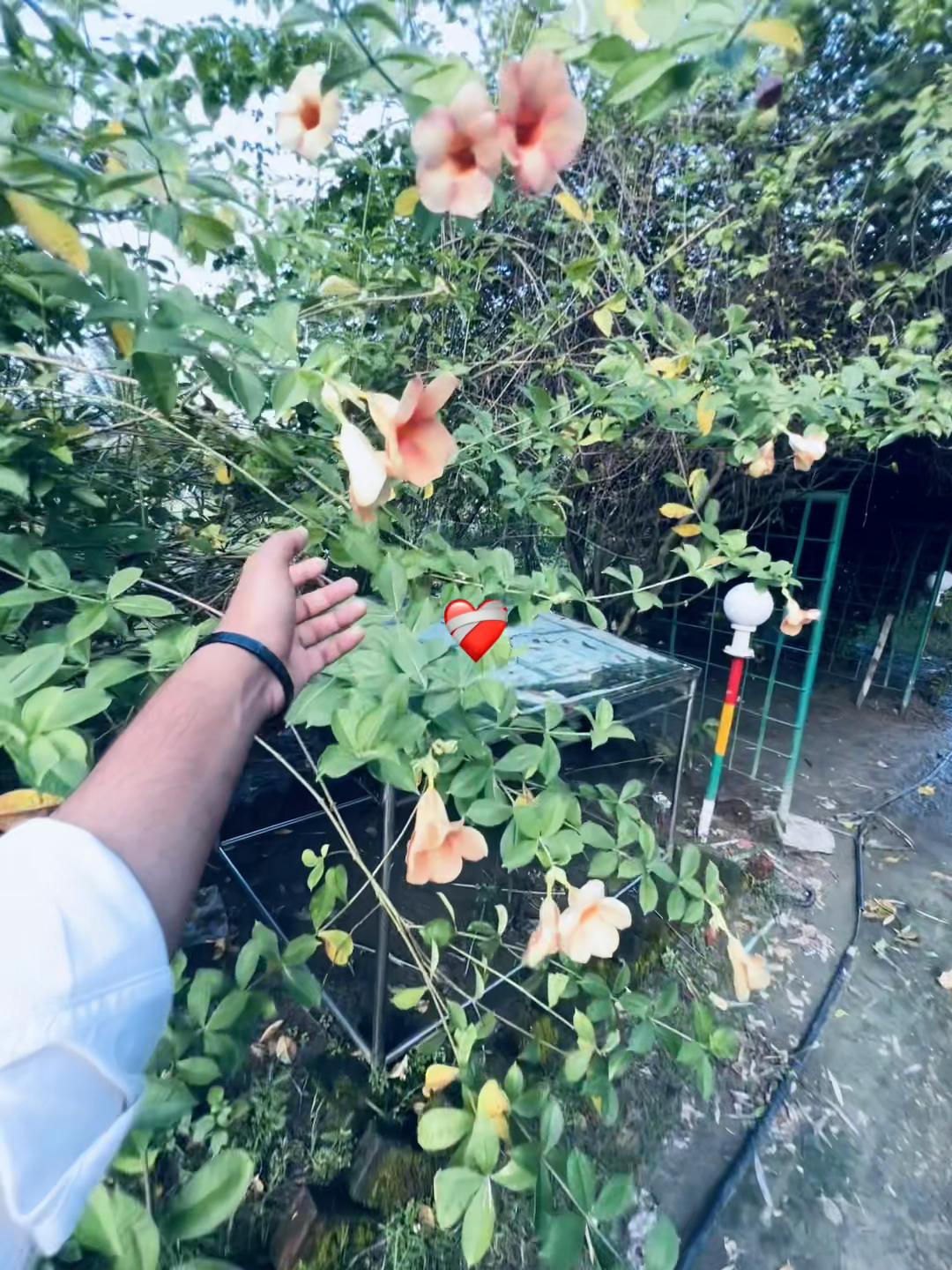 @পরিবারের ছোট ছেলে..🙂🥀