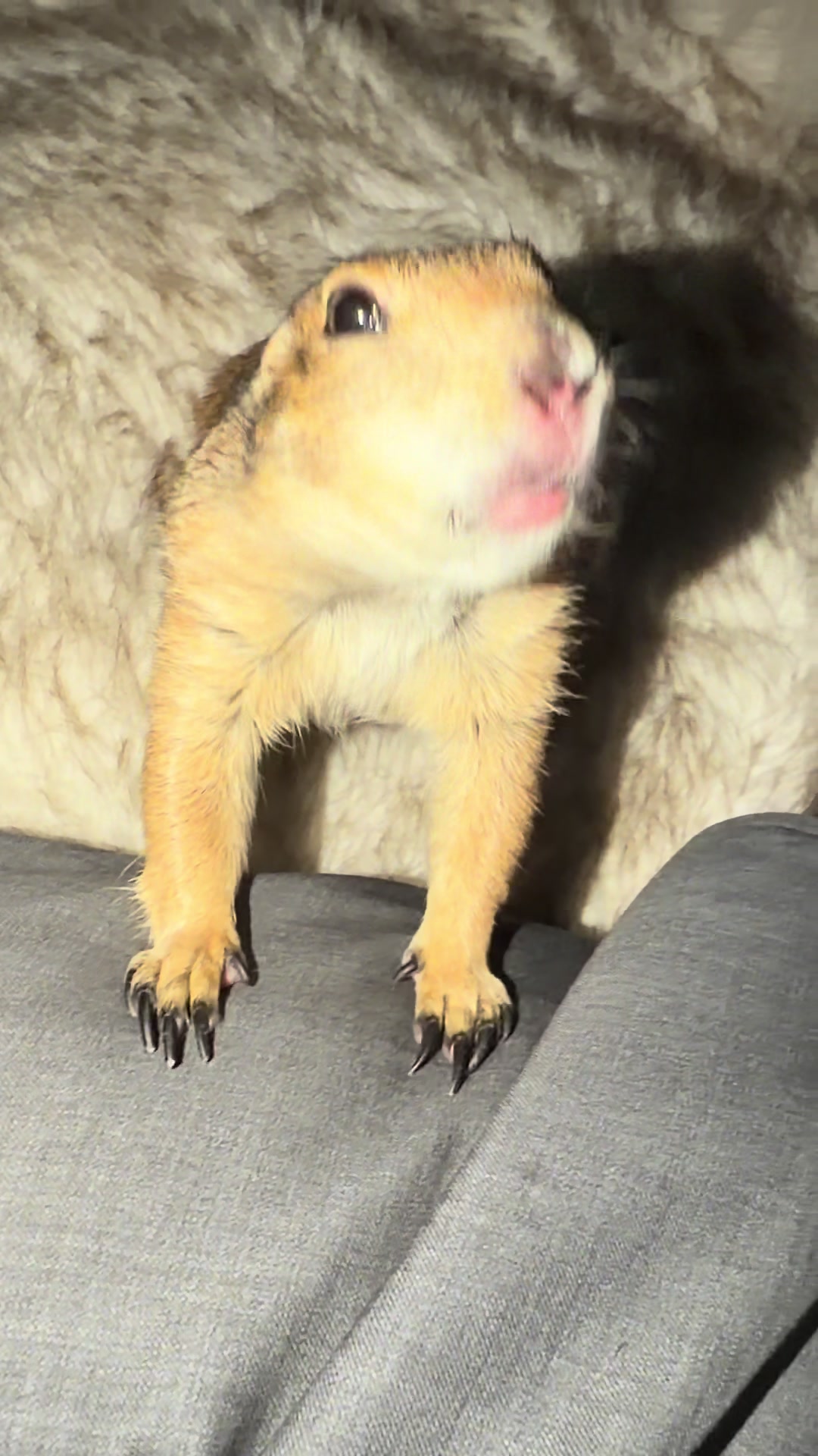 @Poppy the Prairie Dog