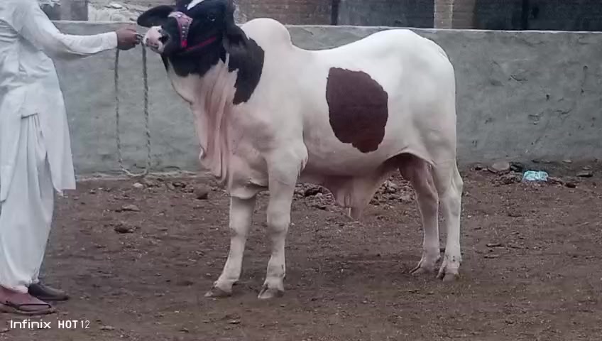 @HS Cattle Farm