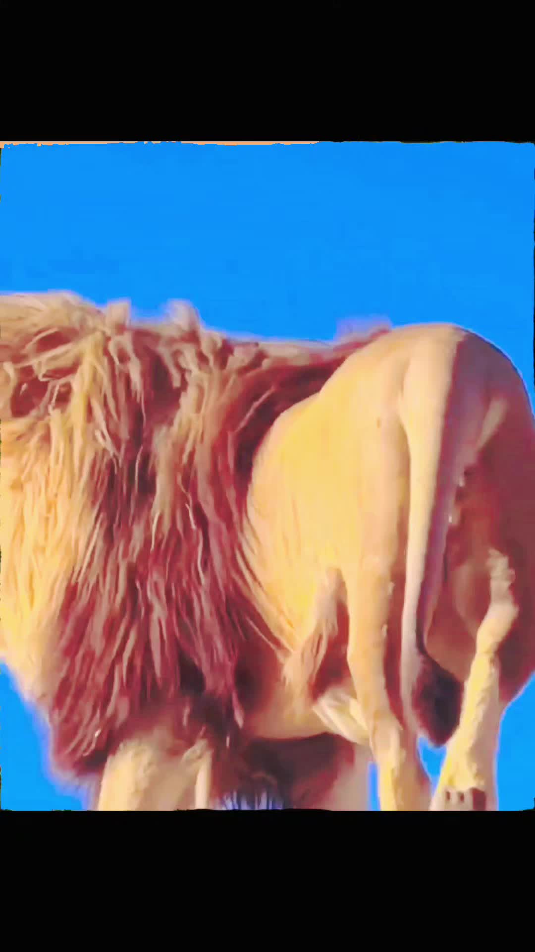 @ببر شیر