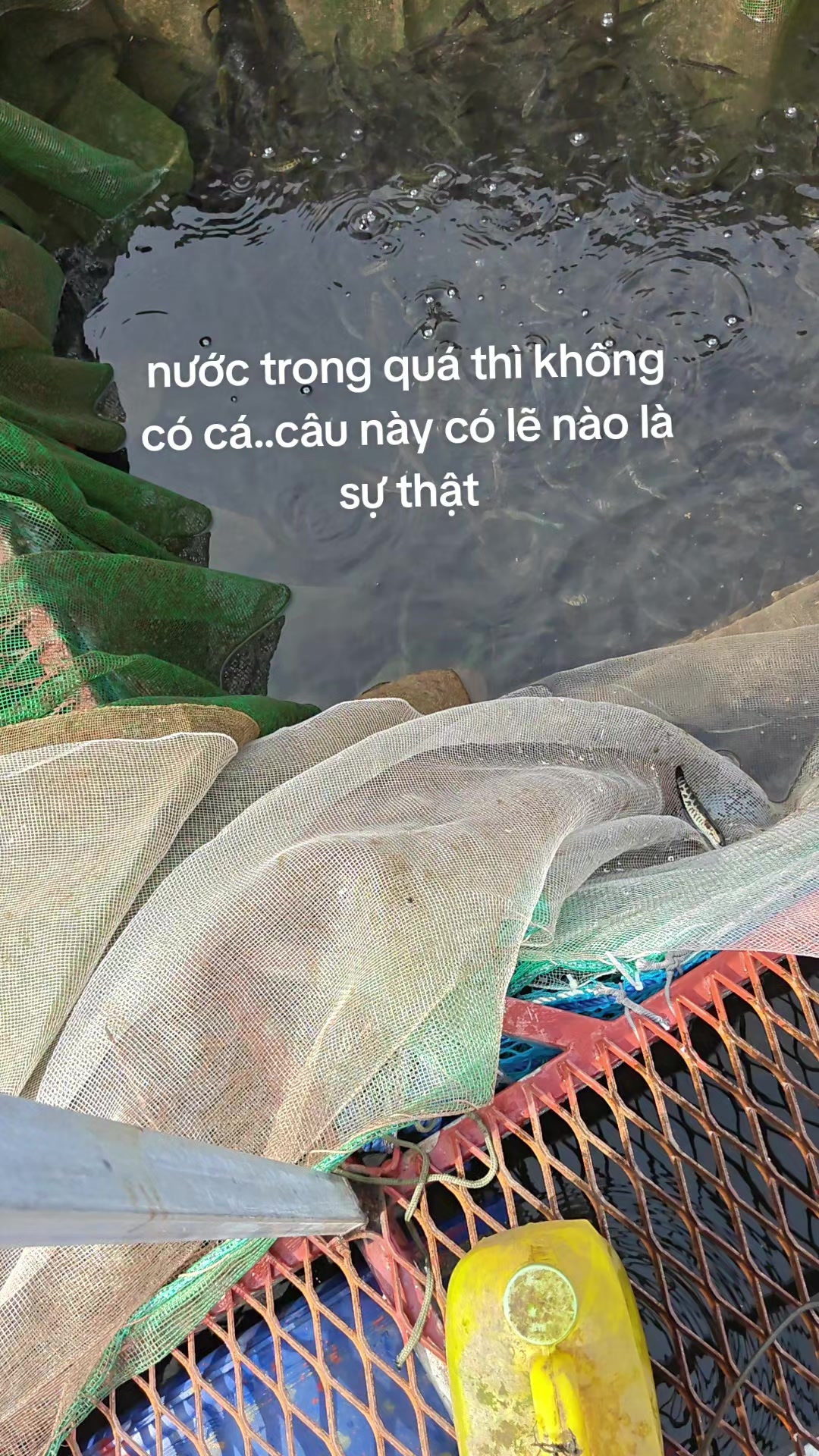 @Cá Chuối Hoa