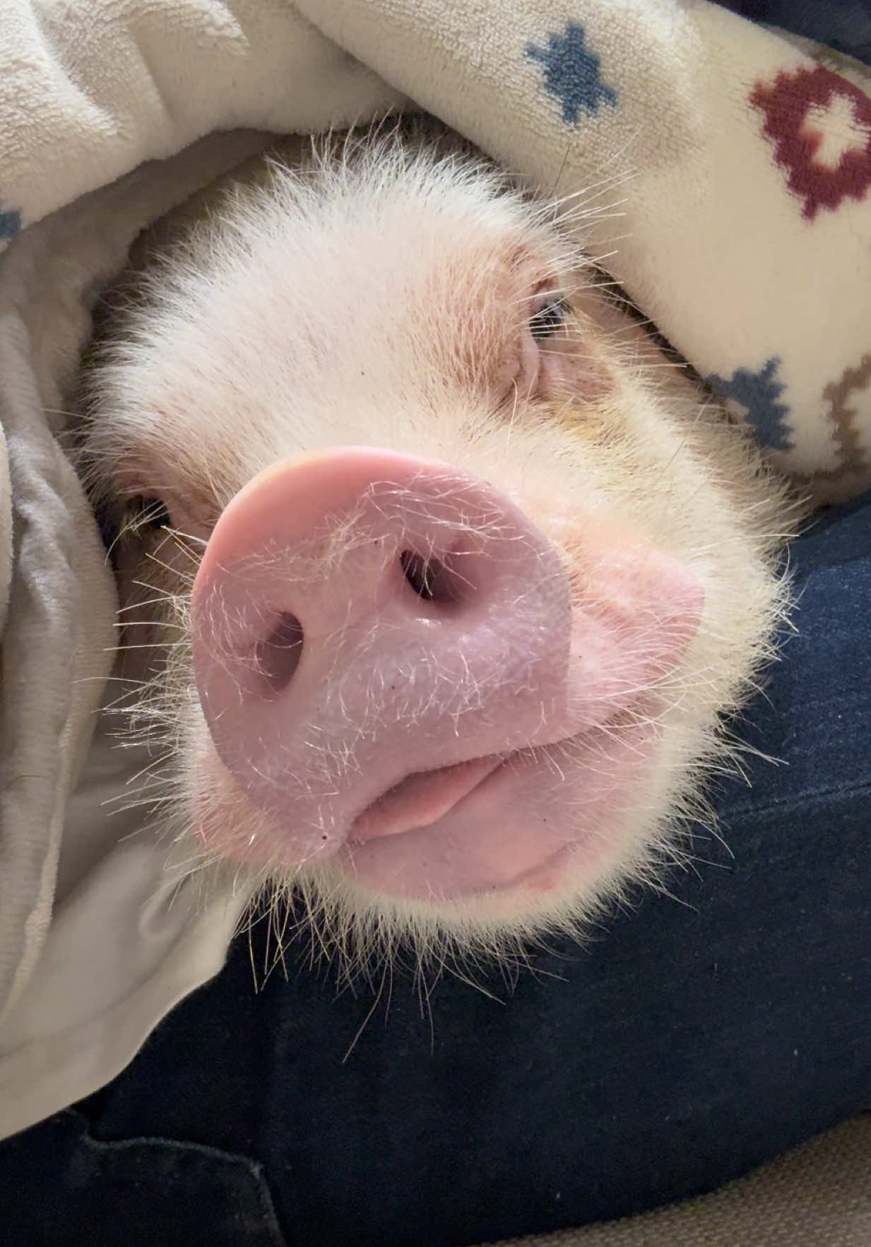 @pignic