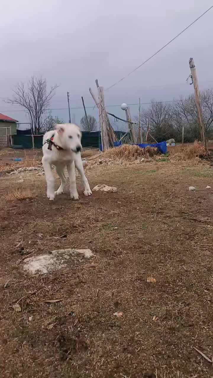 @POLAT KALKAN