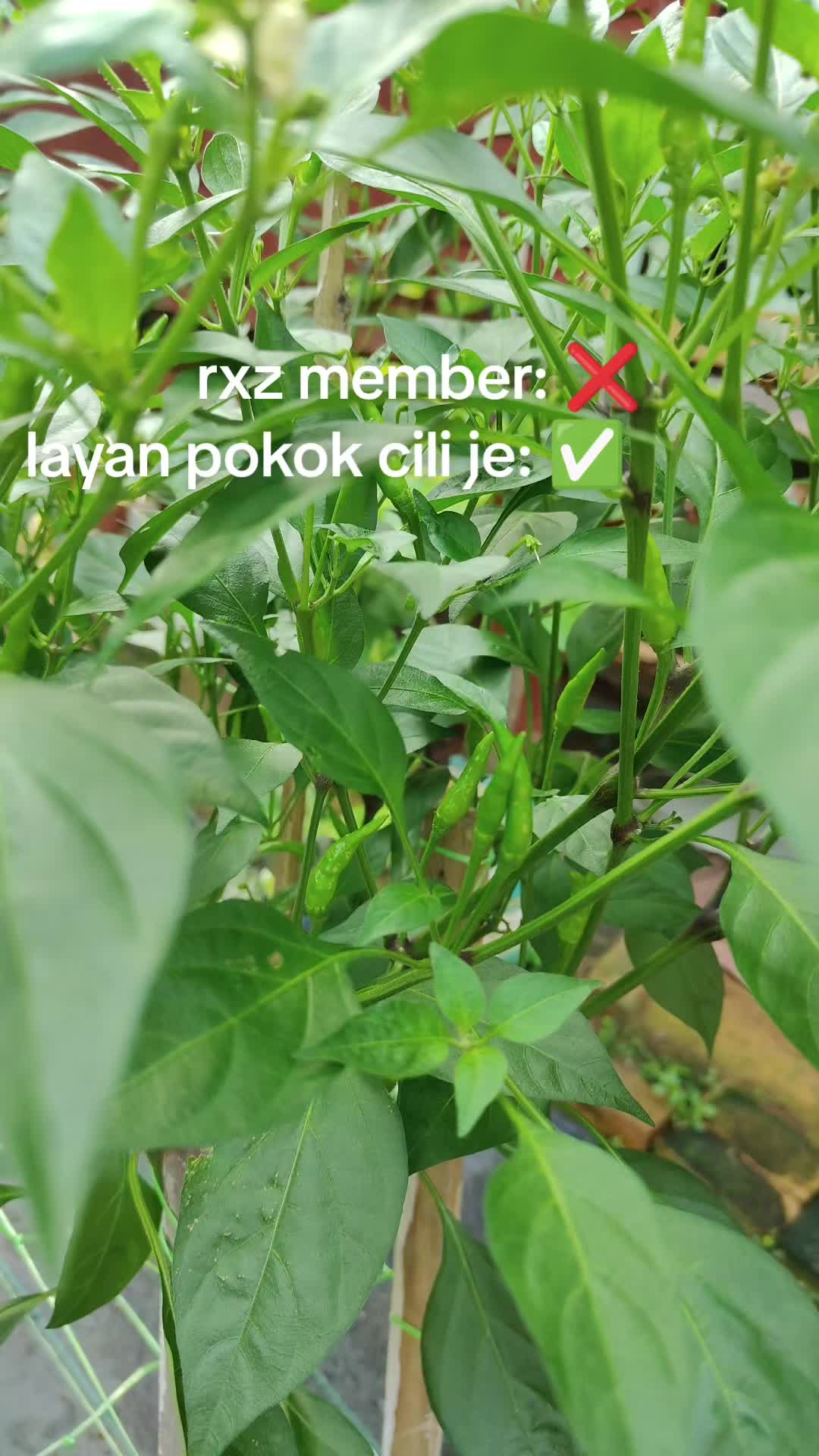 @ZAID