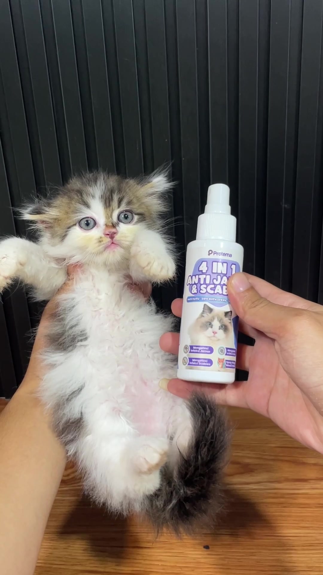 @Republic Of Cat