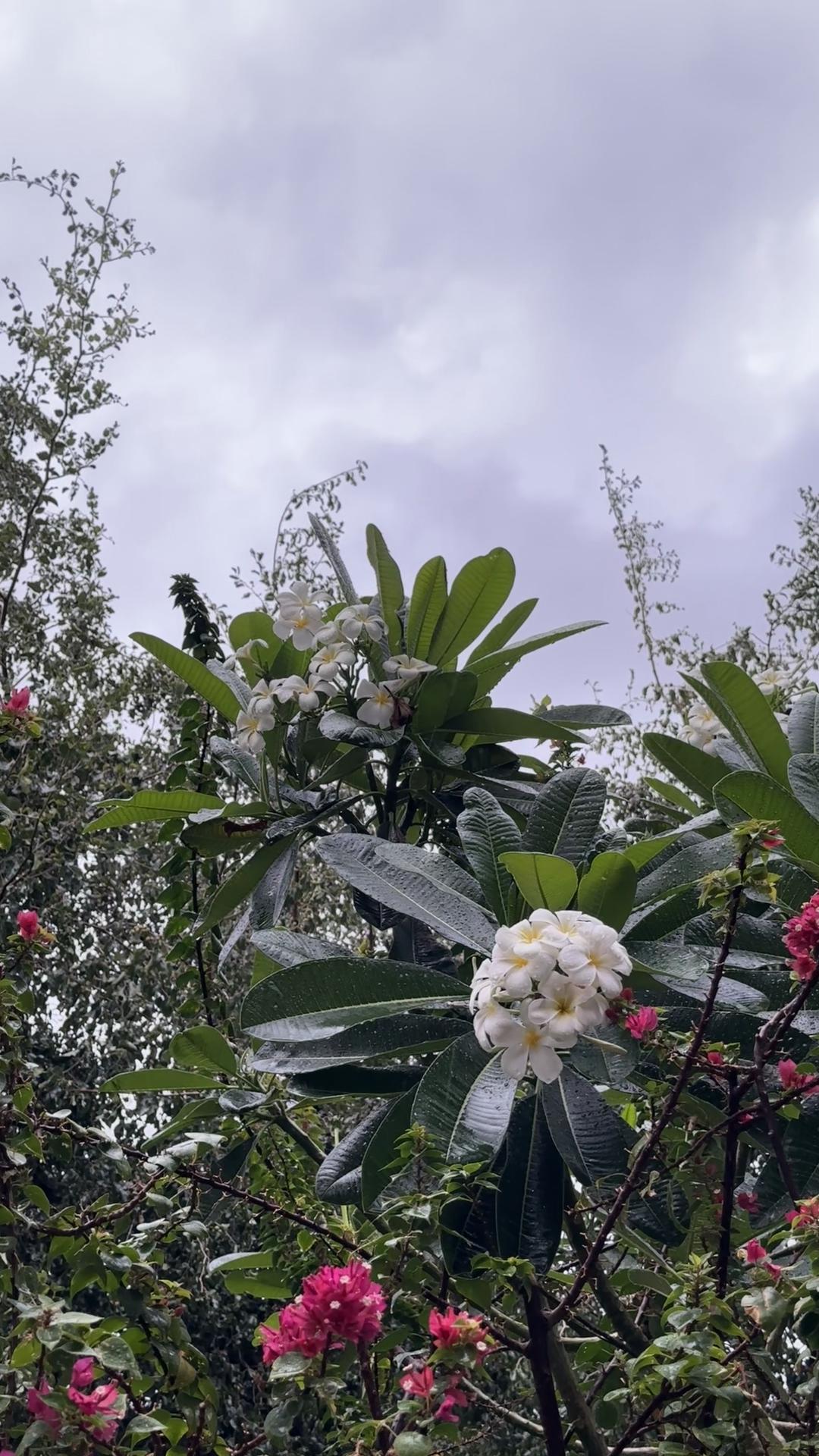 @أفنان.،🌿