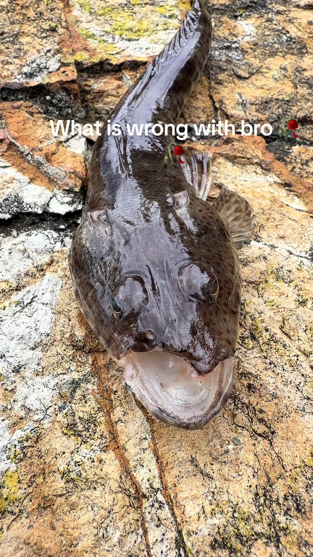 @fishing_southtas