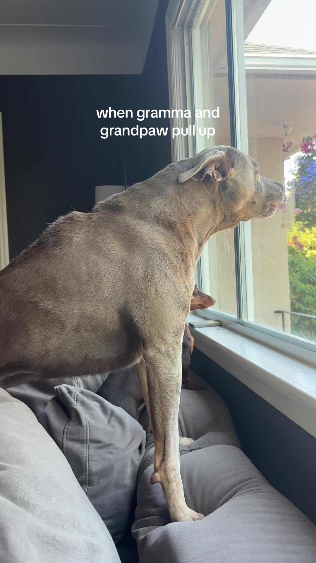@rhubarb the doggo