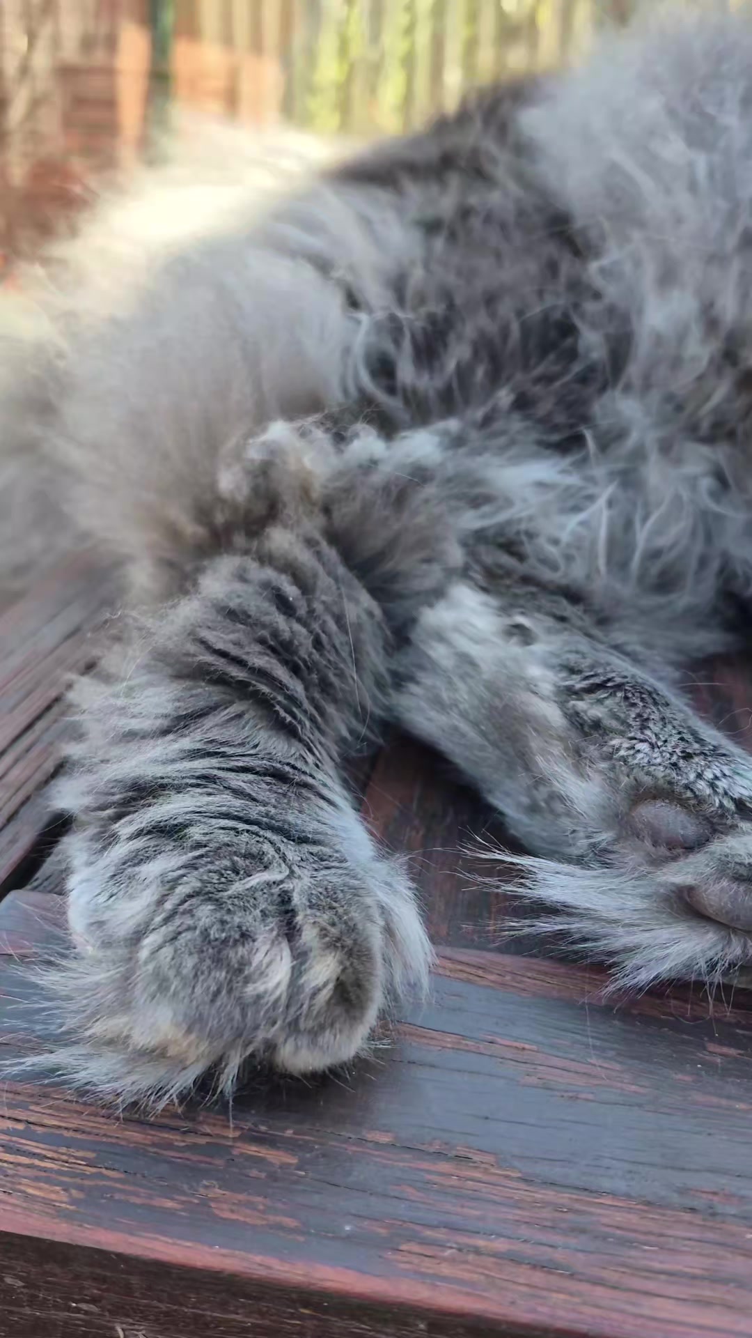 @Ragnar the Maine Coon 🐈