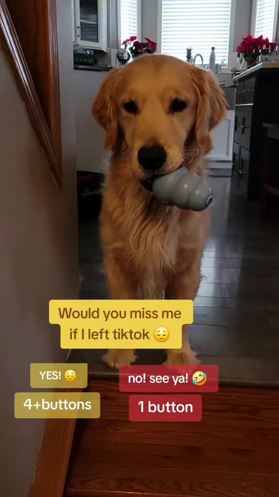 @🐶Griffin