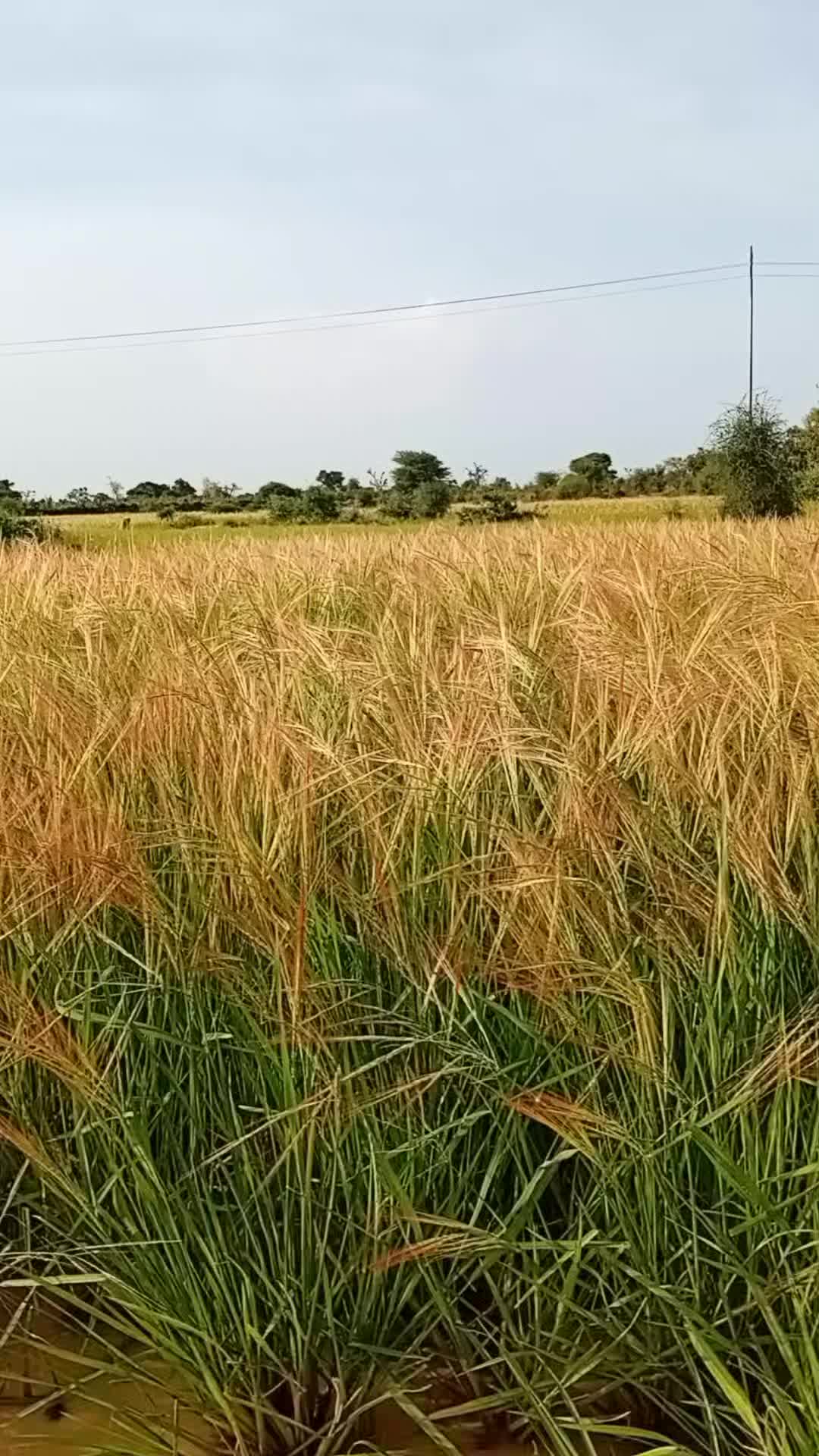 @yaya🇳🇪🇲🇱🇧🇫227✅️