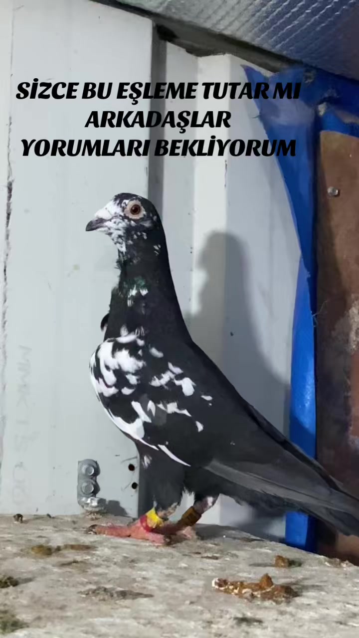 @ⒼİSMAİL ACARⒼ