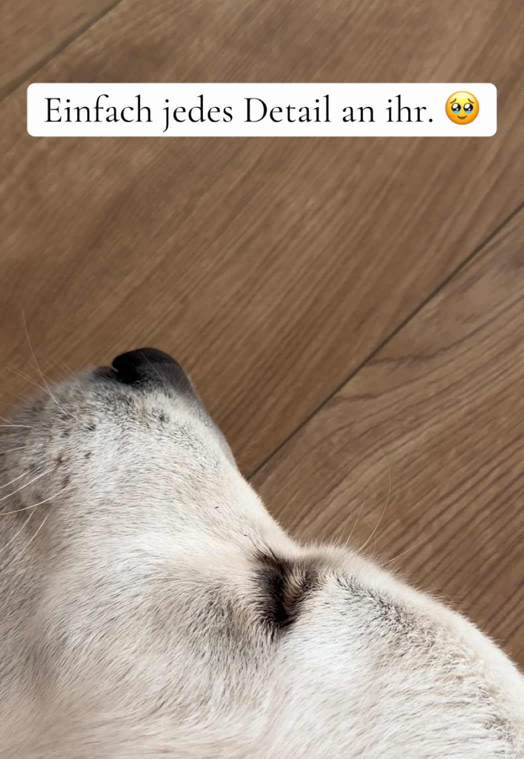 @Miss Ellie The Golden 🤍
