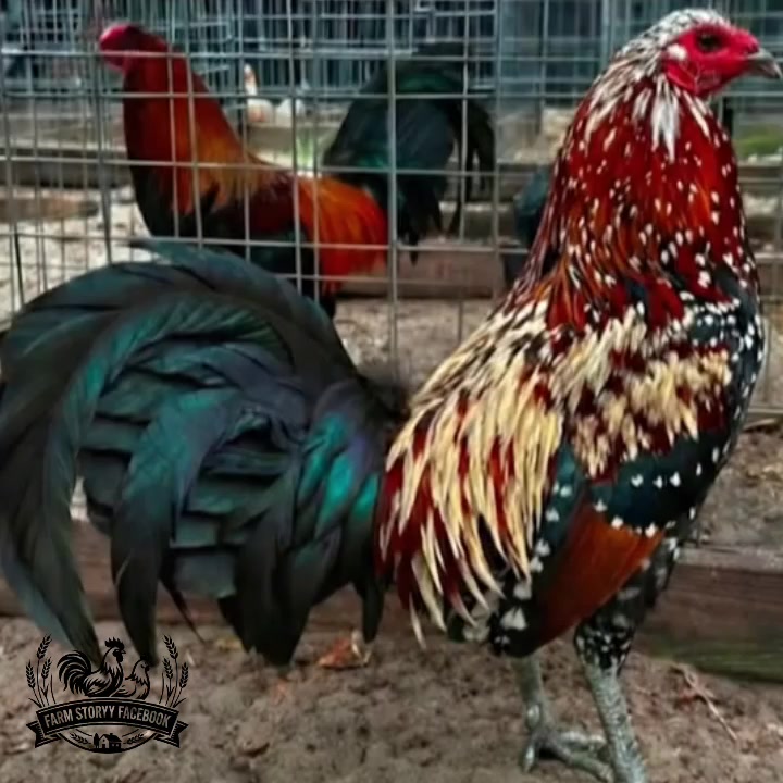 @Gamefowl Story