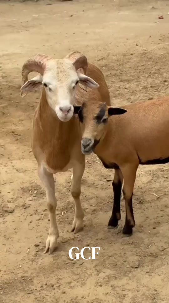 @Gulf Cattle Farm Official