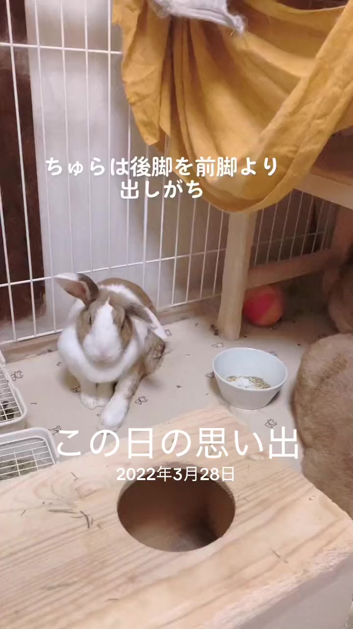 @和風wafu✨🐰🐰🐰🐰👿💕