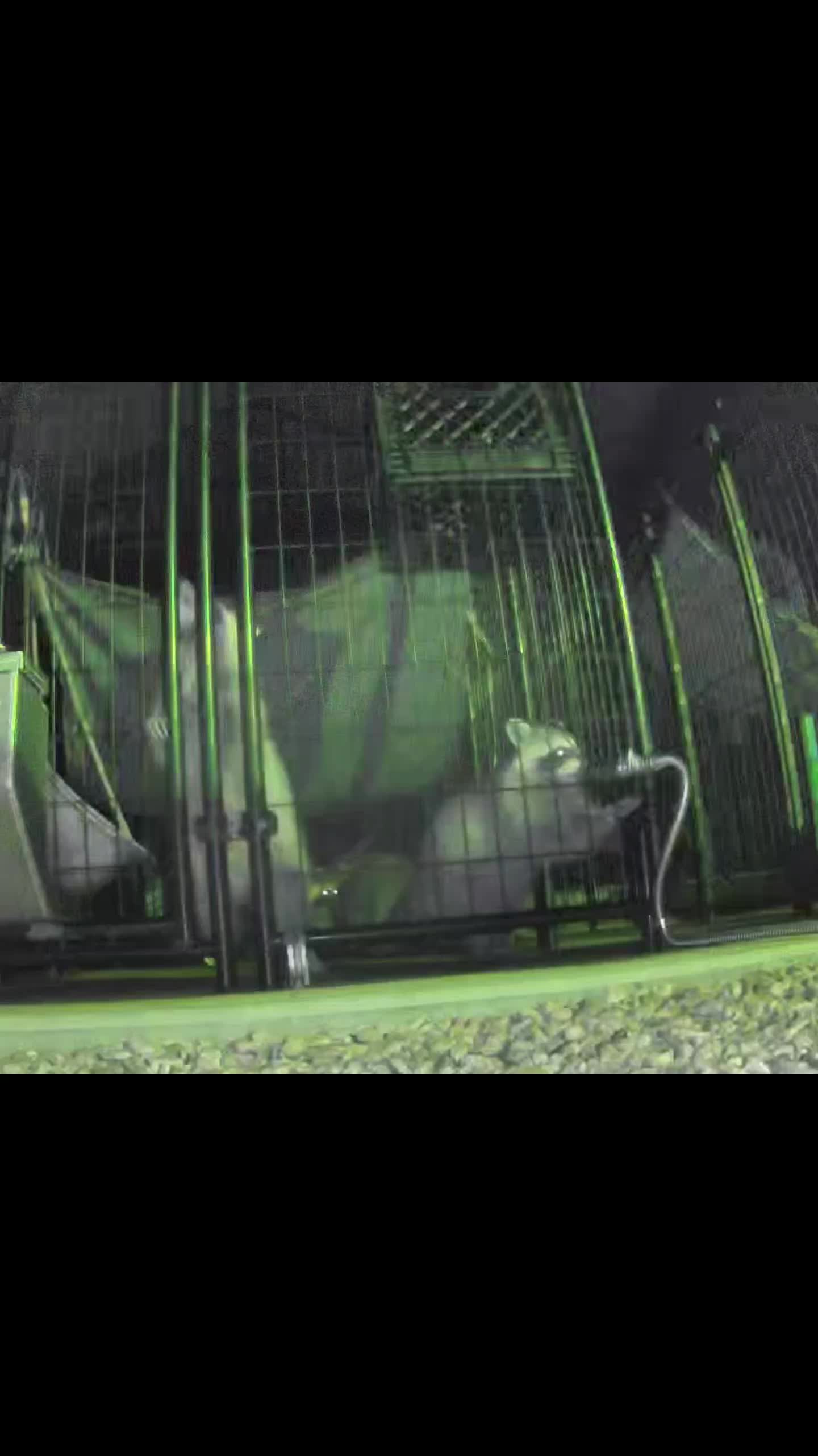 @Little Bit Wildlife Rescue