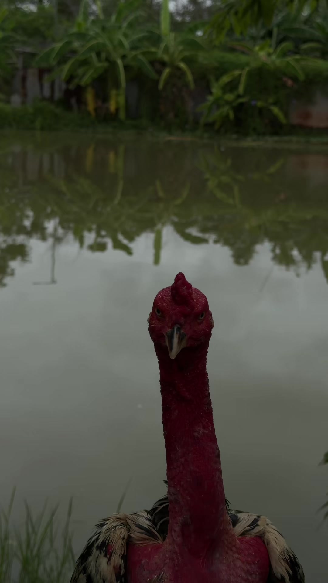 @Quốc khánh