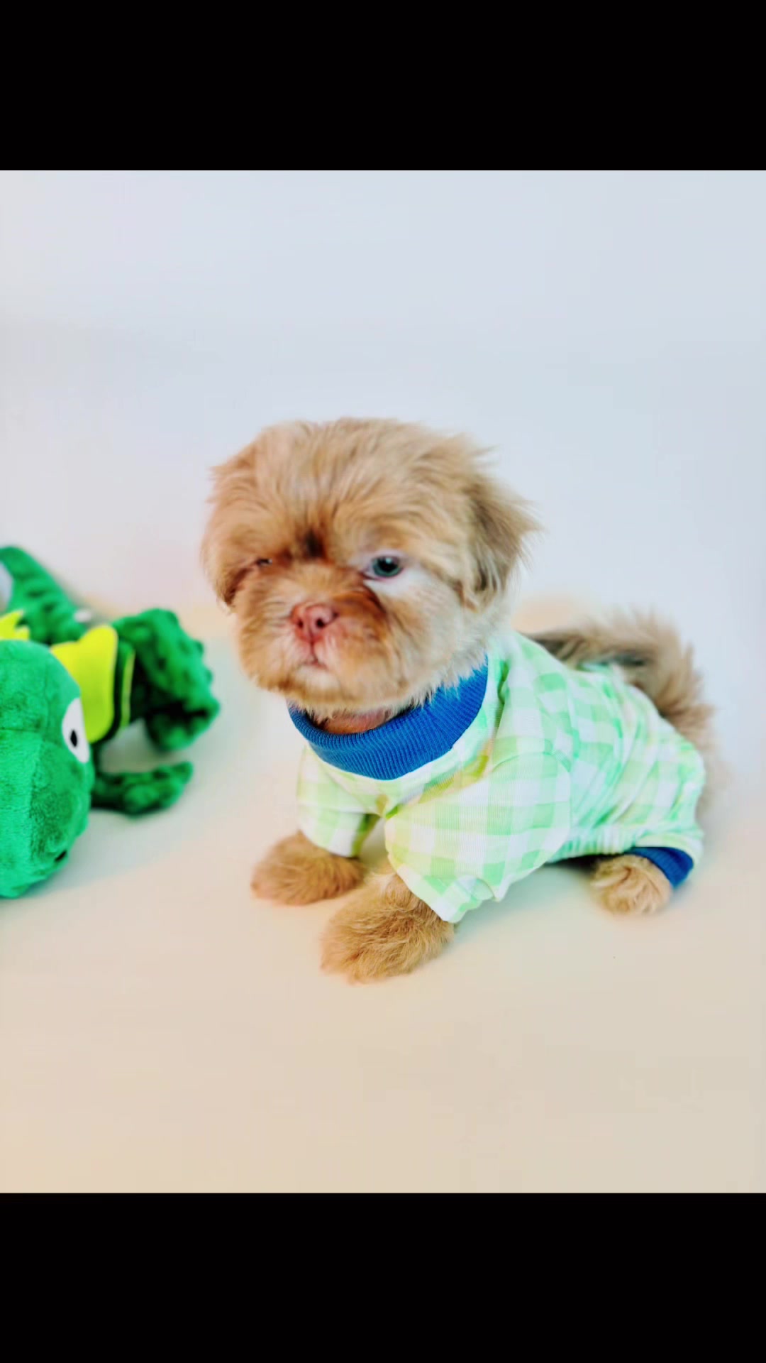 @SHIHTZU SOIR&Eacute;E