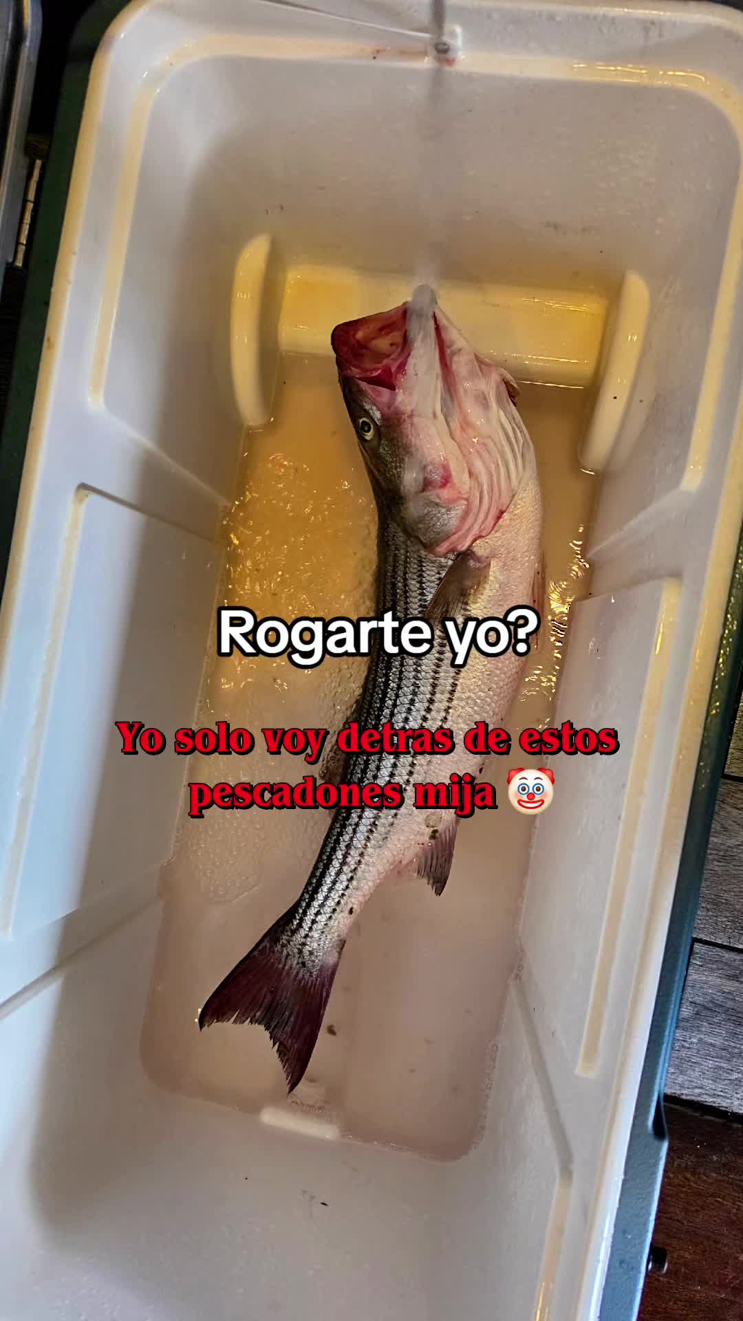 @Pescador🎣🦈