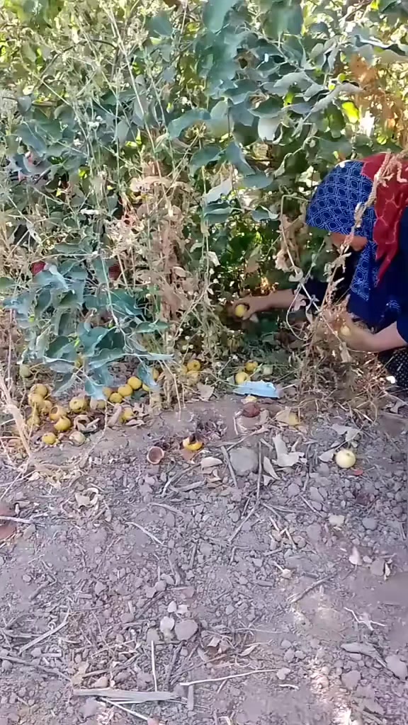 @🐏Y&Ouml;R&Uuml;K KIZI 🐏33.70