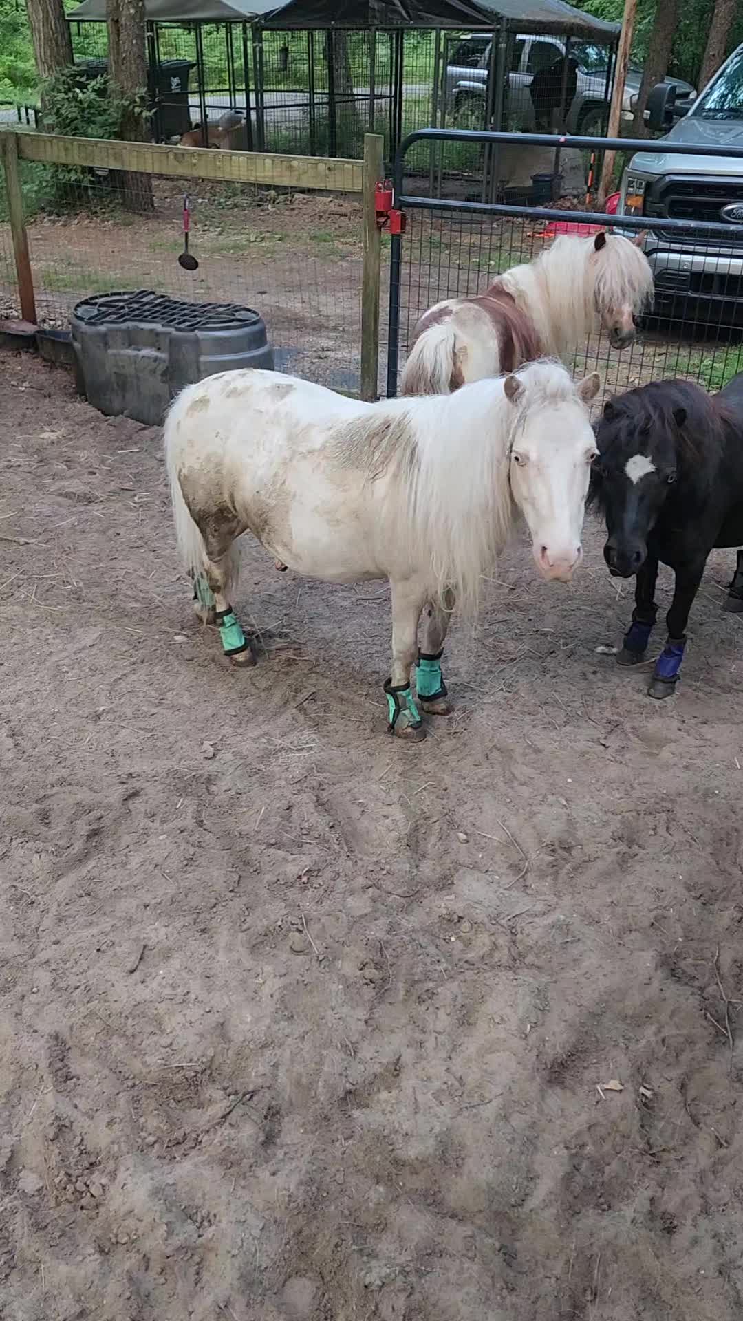 @minihorsemomandtrainer🐴🐴🐴🐴
